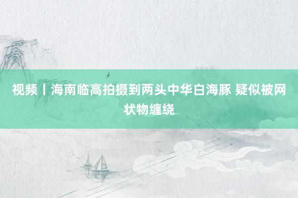 视频丨海南临高拍摄到两头中华白海豚 疑似被网状物缠绕